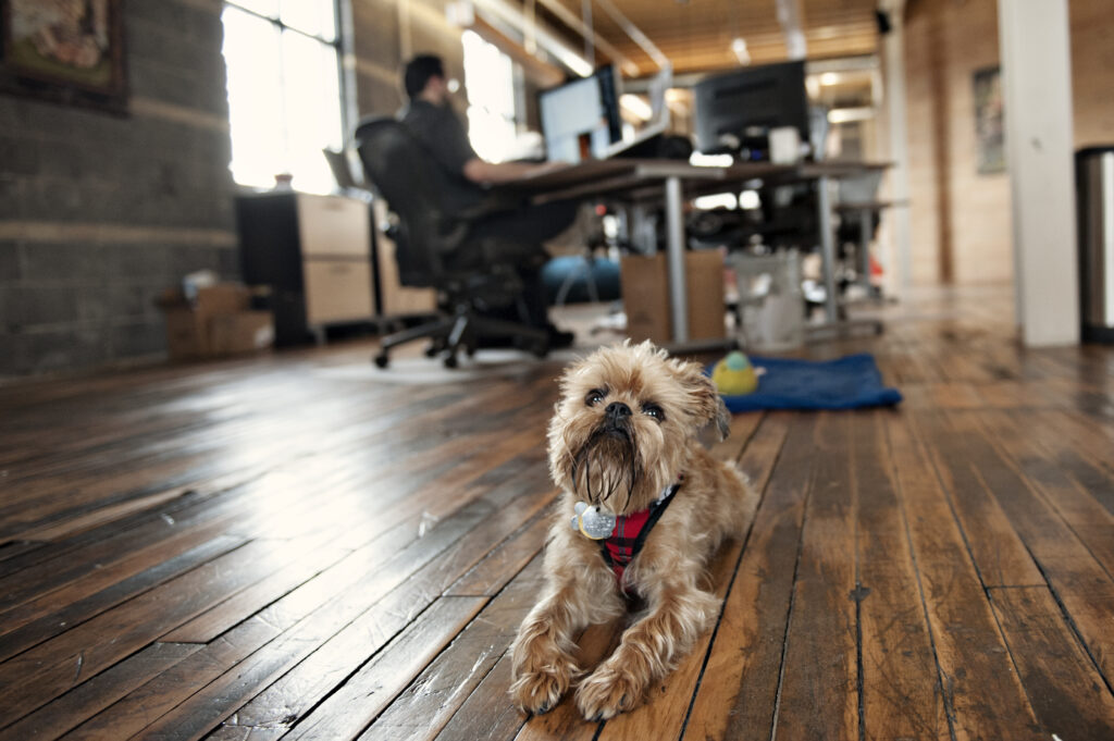 No more ‘ruff’ days when pets at work