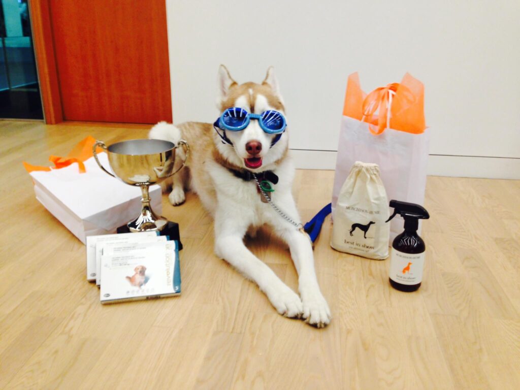 Dogs at work boost productivity