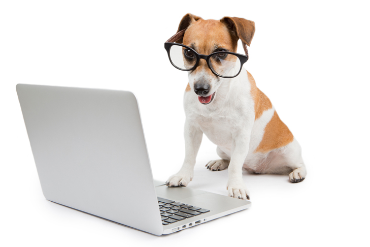 When pets go to work