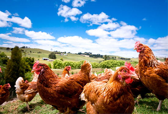 Macca cracks on with free range eggs