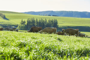 Cows