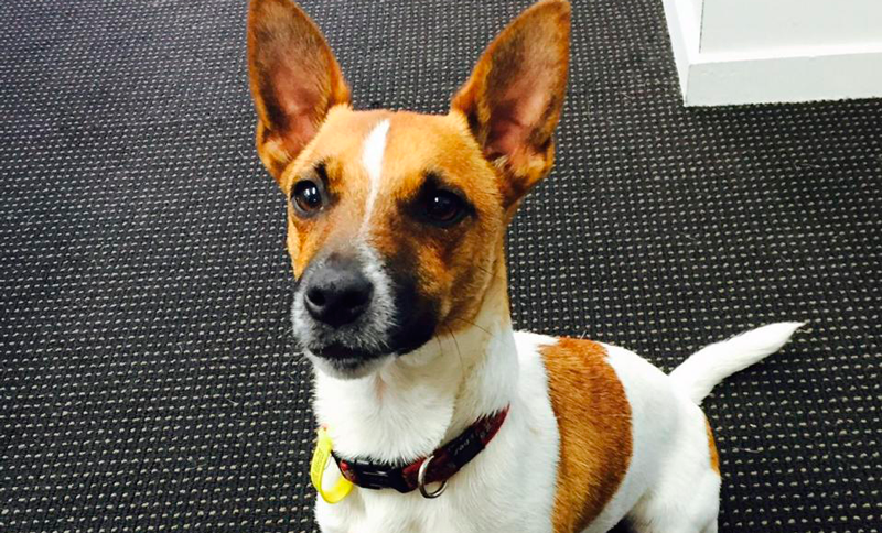 Frog Recruitment launches annual Top Dog competition