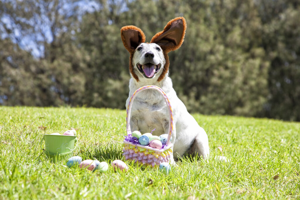 Navigating Easter: a guide to entitlements