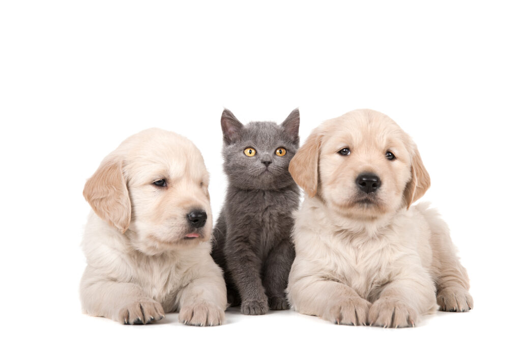 Puppies and kitten