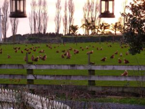 NZ Free Range Egg Co (BioGro No