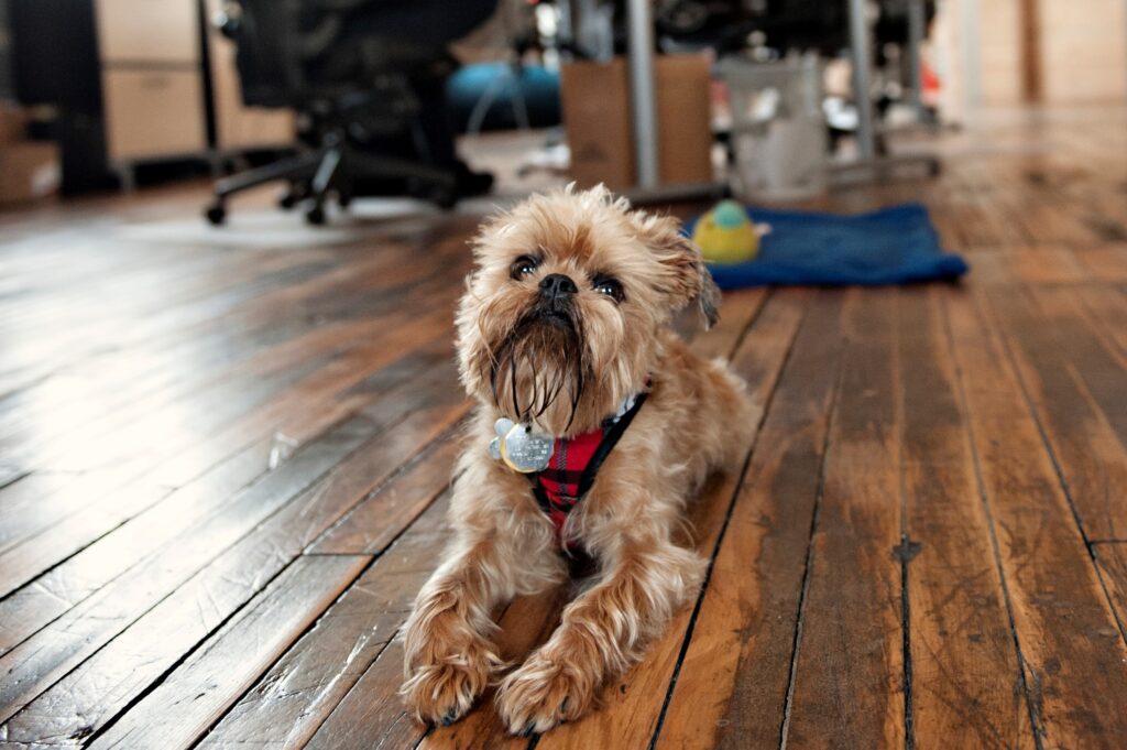 Pets are good for the workplace
