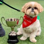 Willow 2019 TOP DOG