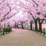 Japan cherry trees sml