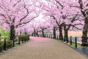 Japan cherry trees sml